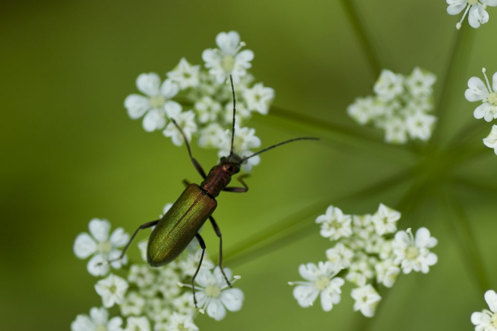 Oedemera da id: Chrysanthia viridissima, Oedemeridae